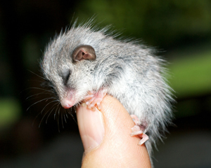 Pygmypossum_JanetMayer